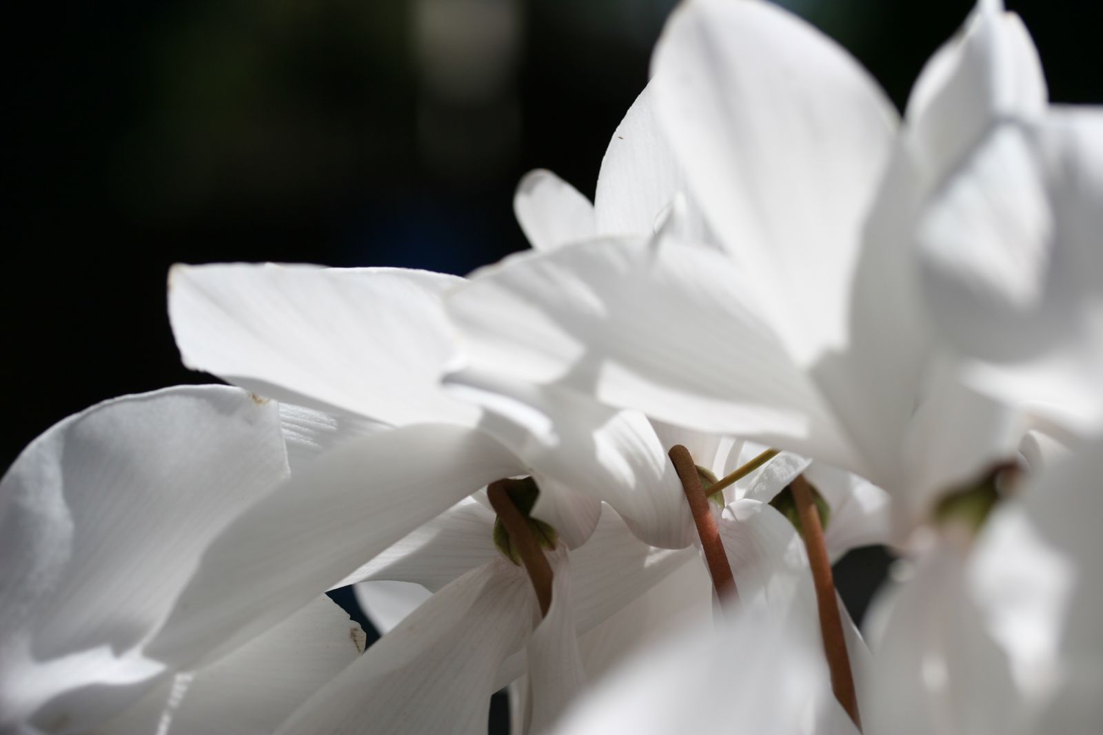 Weiße Blüten