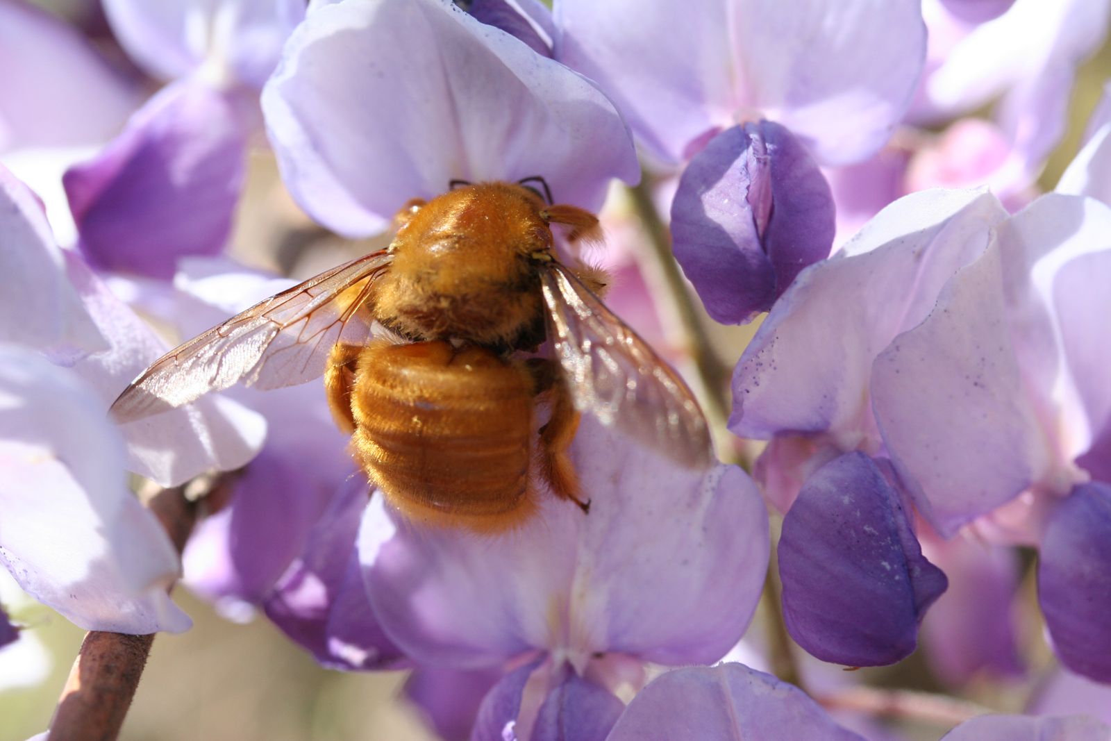 Biene im Blauregen