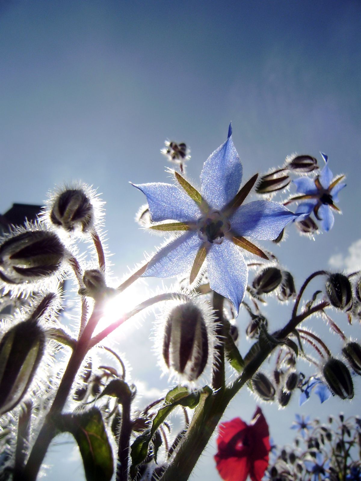 Boretsch-Blüte