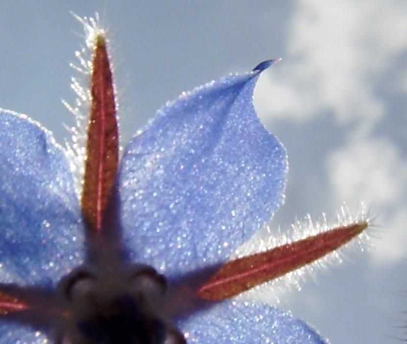 Boretsch-Blüte