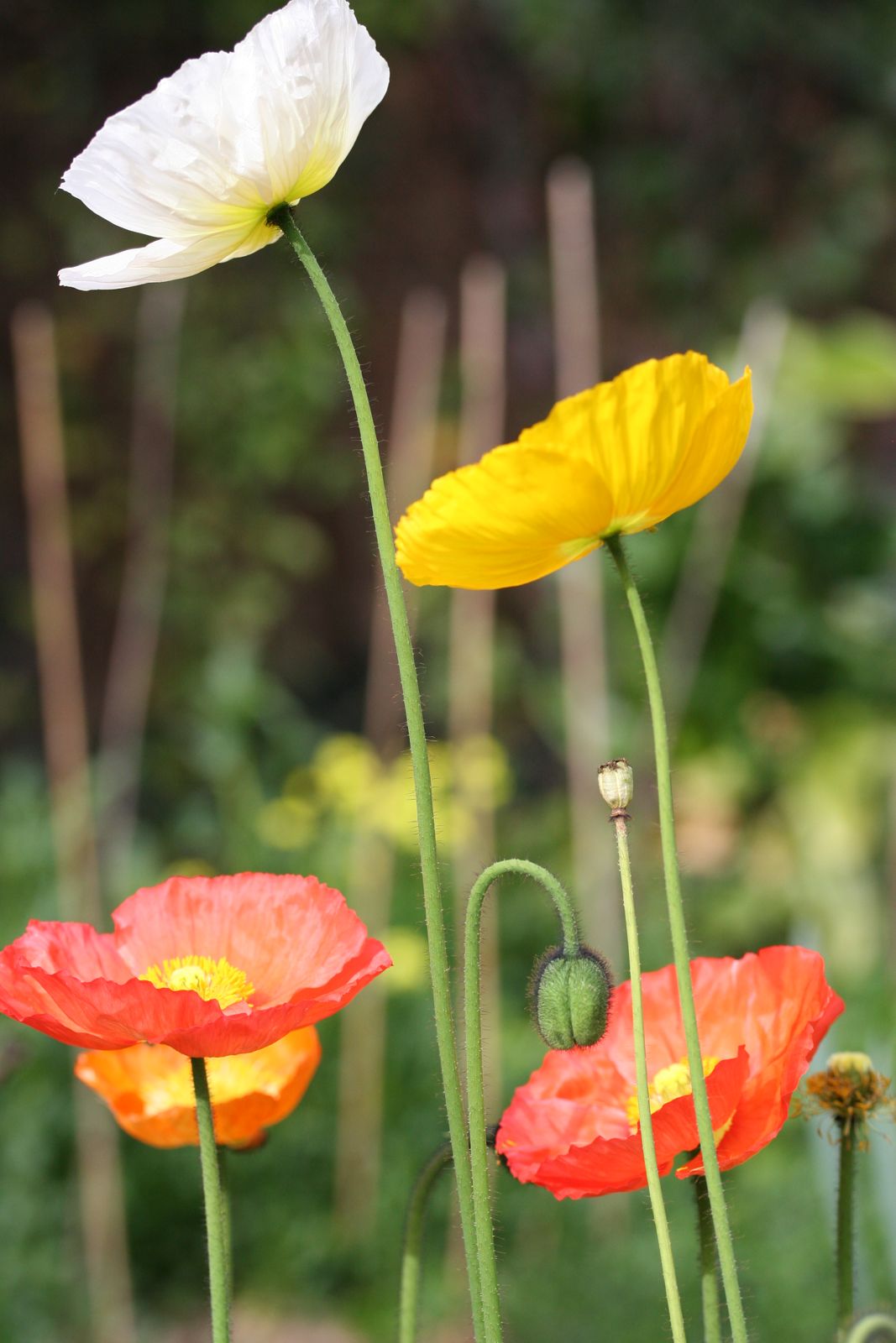 Mohnblüten