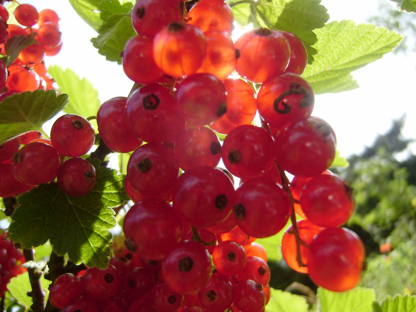 Johannisbeeren