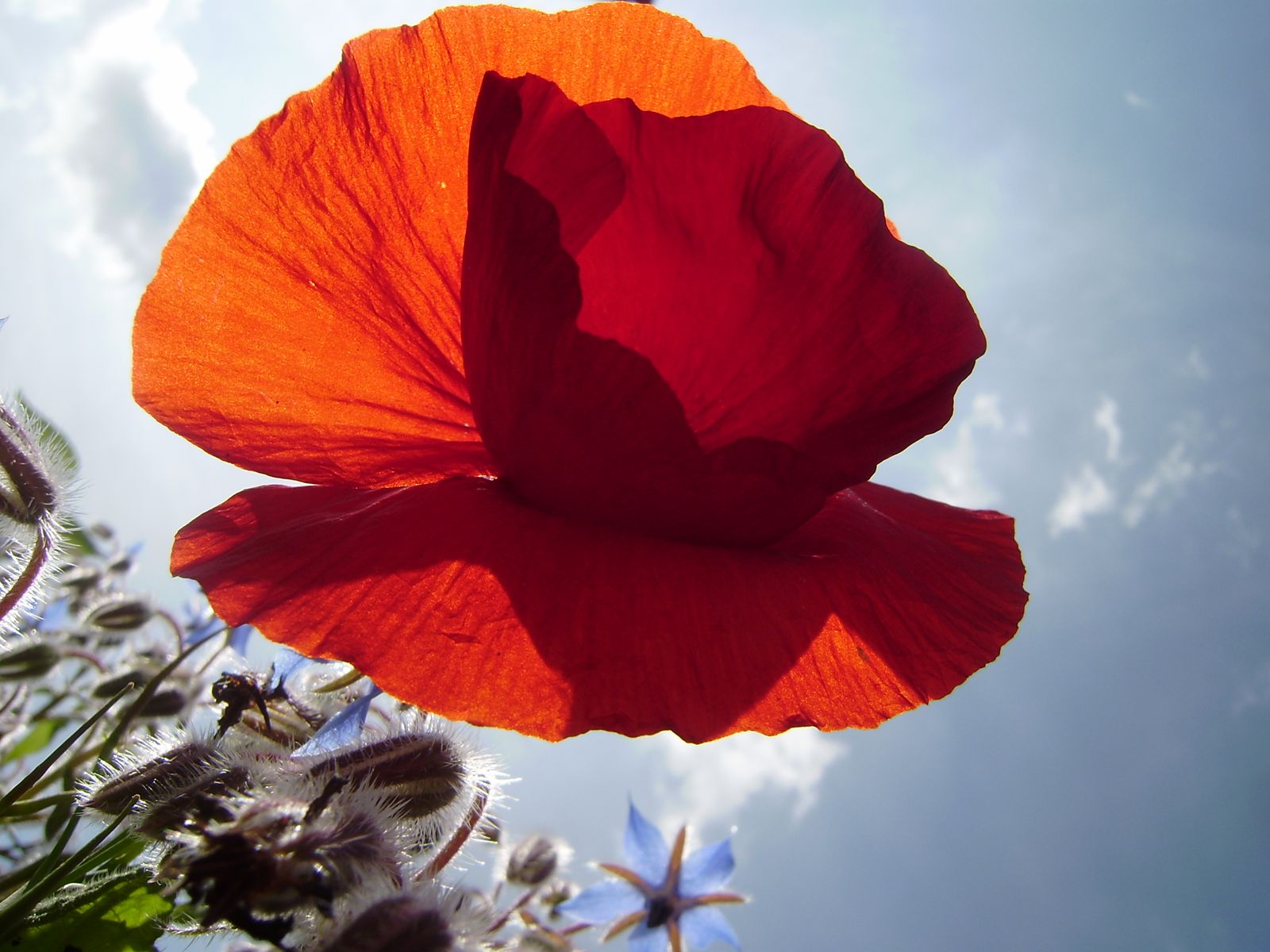 Mohnblüten