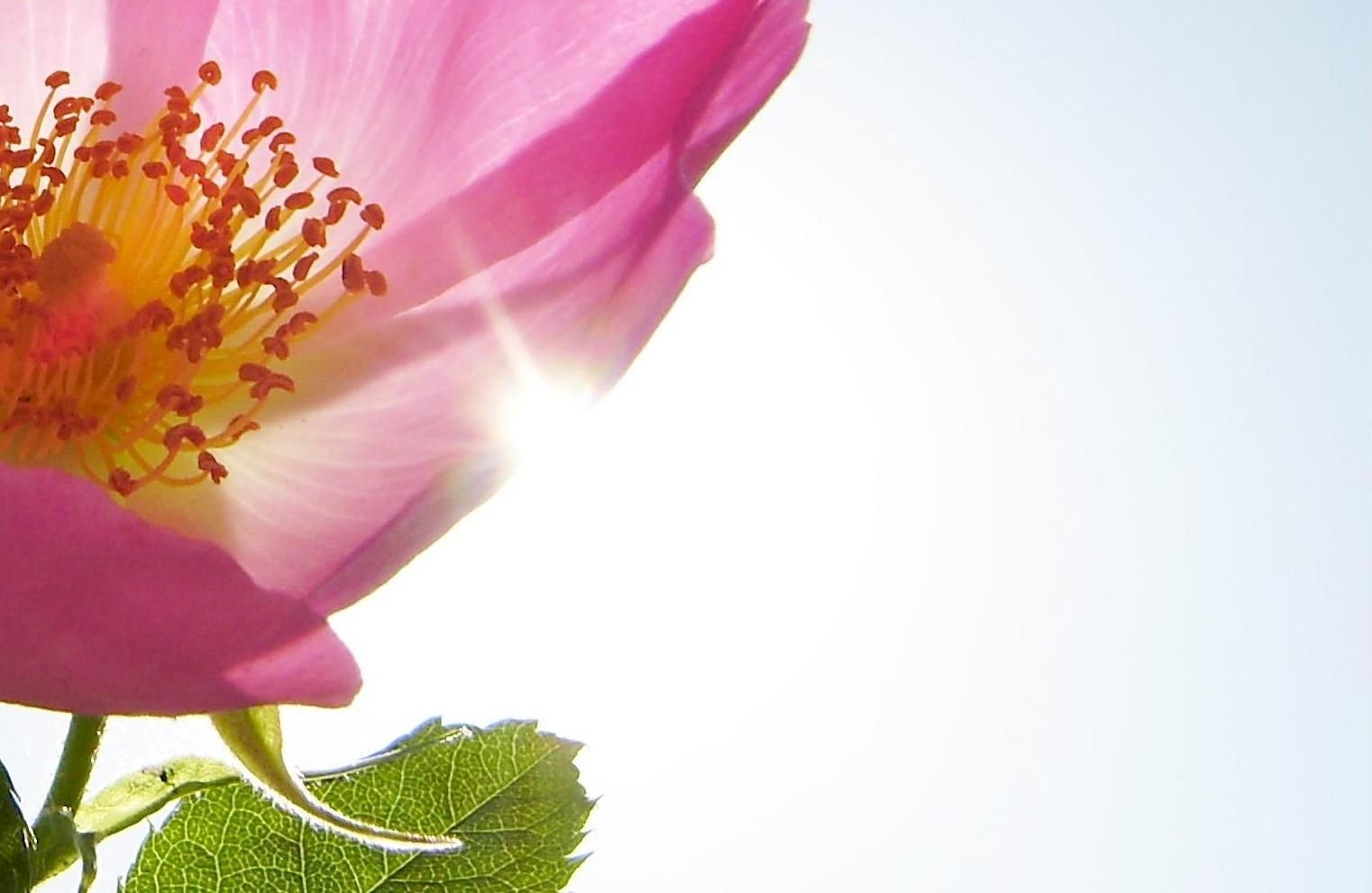 Rosenblüte