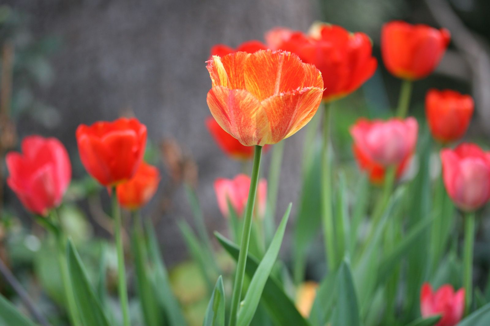 Tulpen