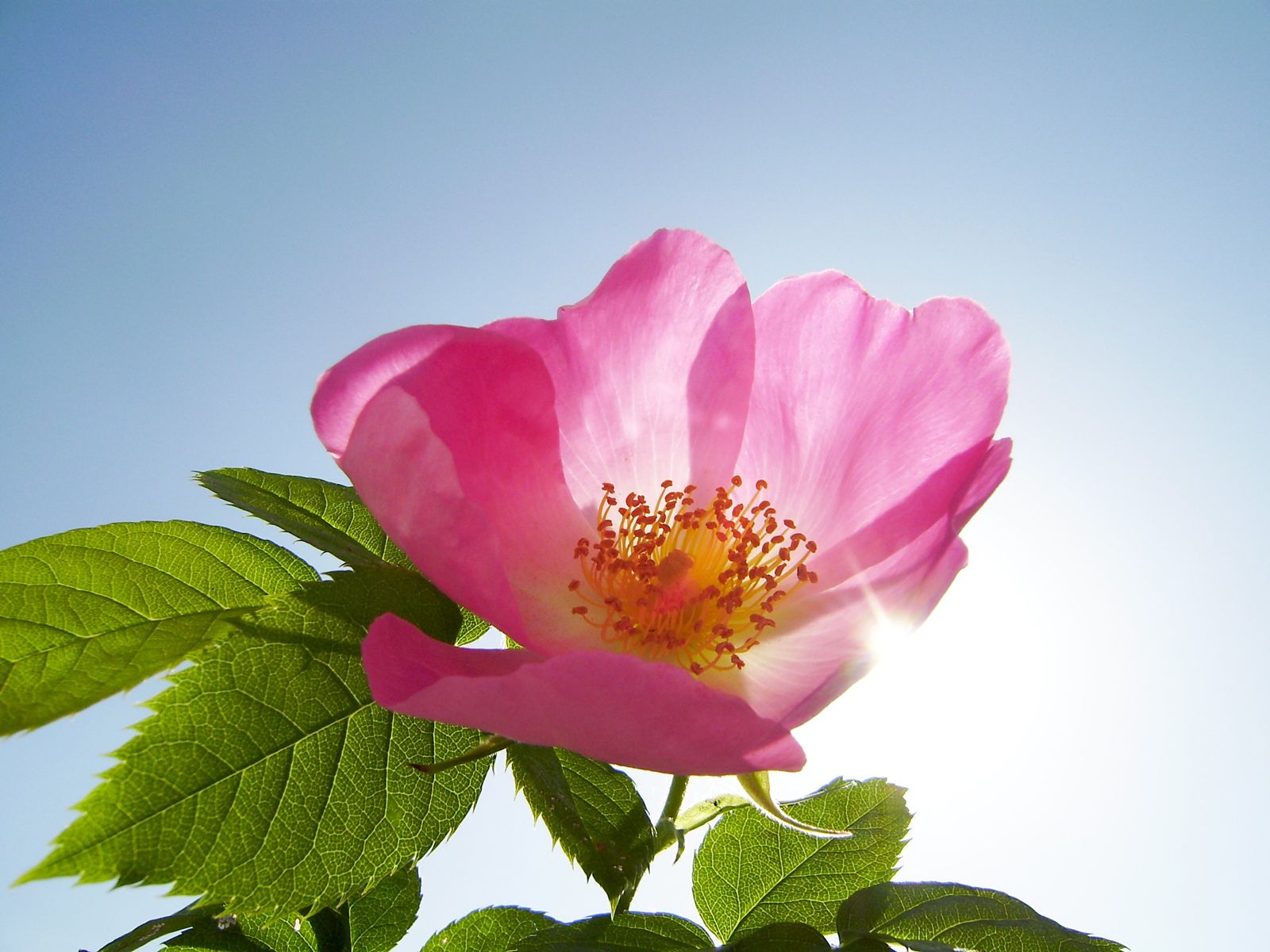 Wilde Rose