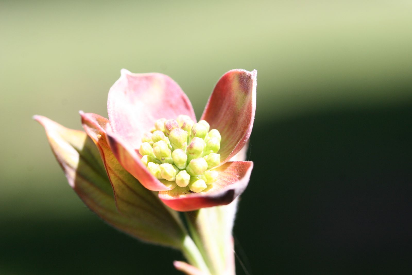 Zartrosa Blüte