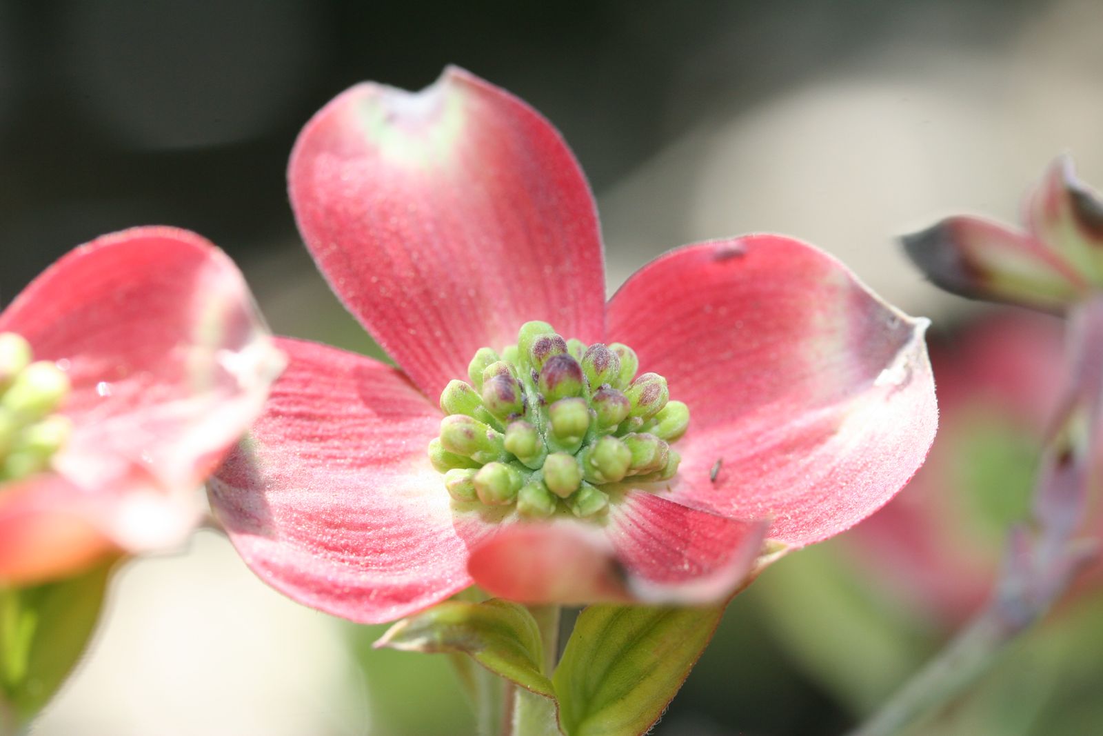 Blüte in Zartrosa