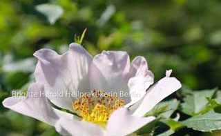 Permalink auf:Bach-Blüten-Therapie